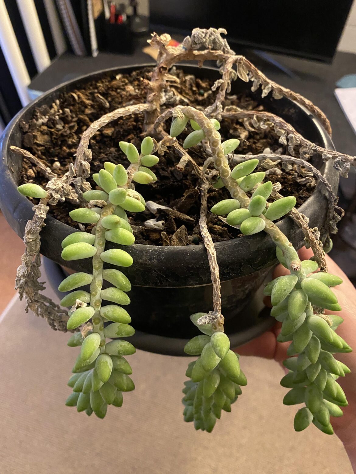 Help—my partner’s plant is dying and I don’t know what to do:(