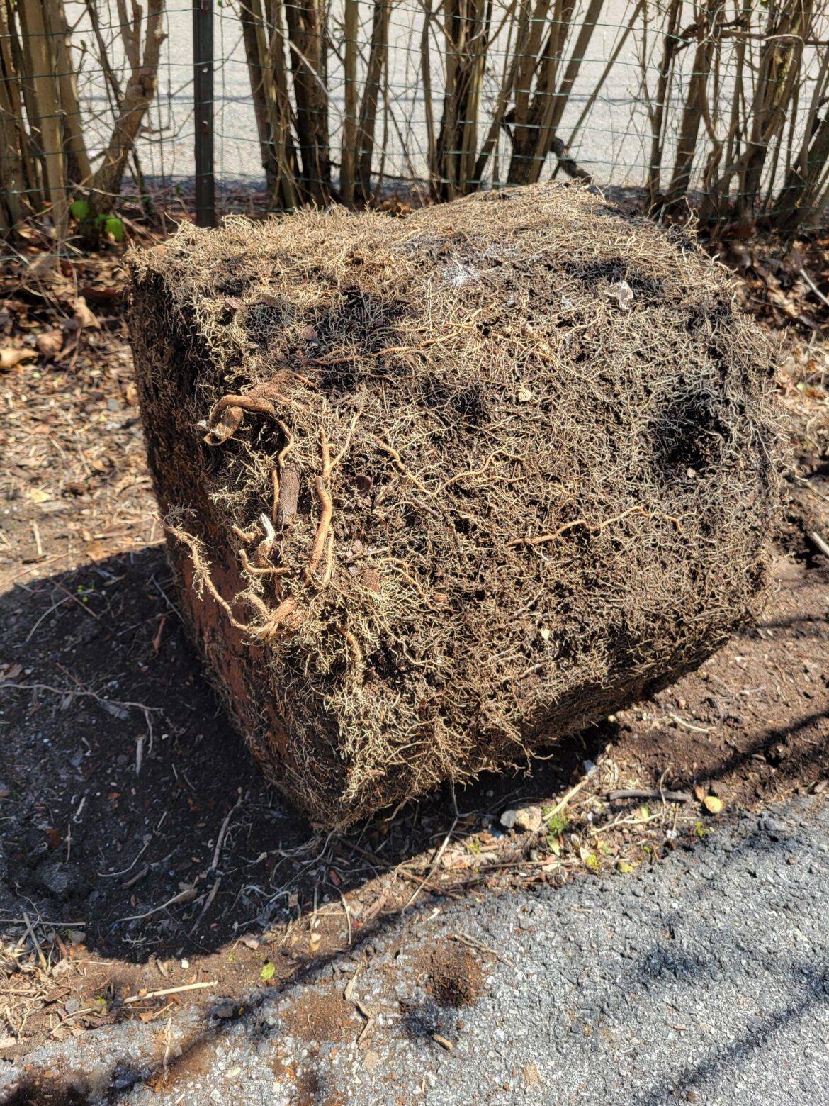 Barrel of compost invaded by a tree