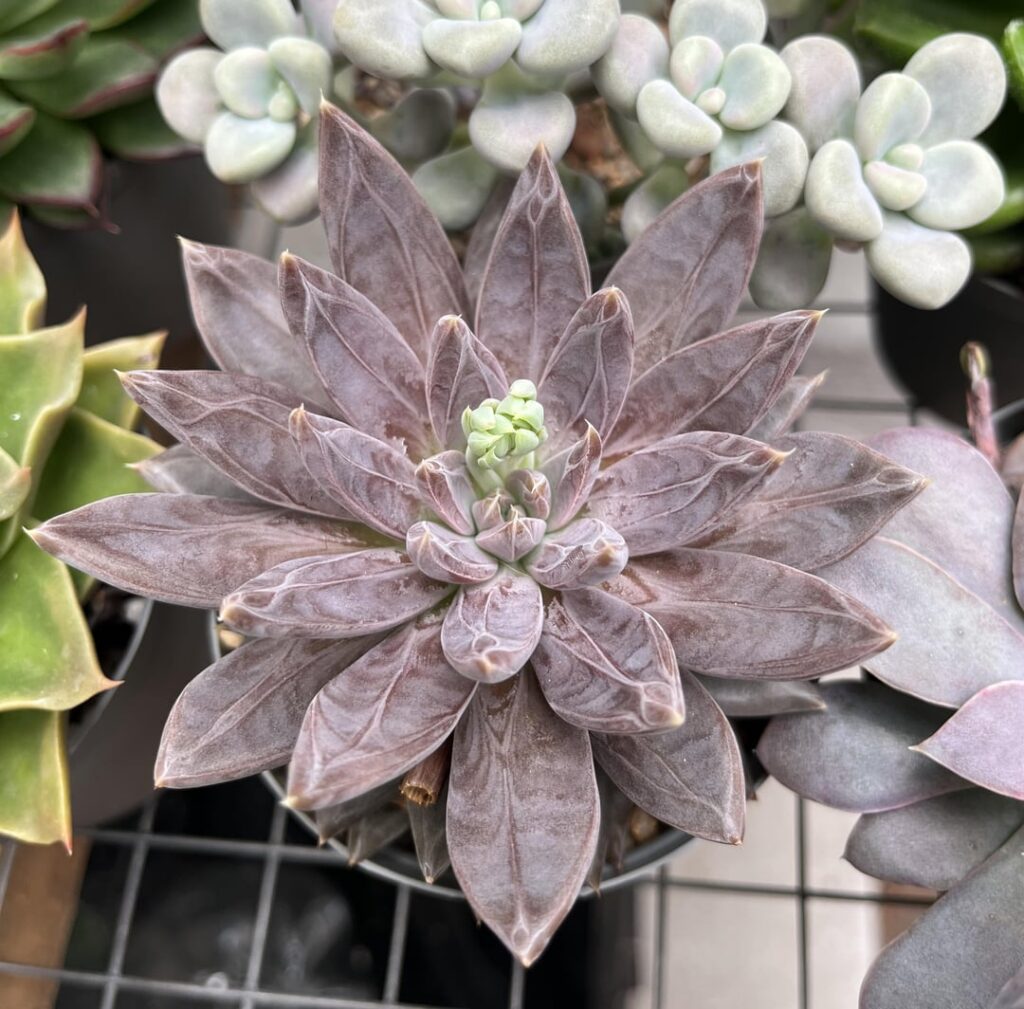 Echeveria craigiana Echeveria craigiana