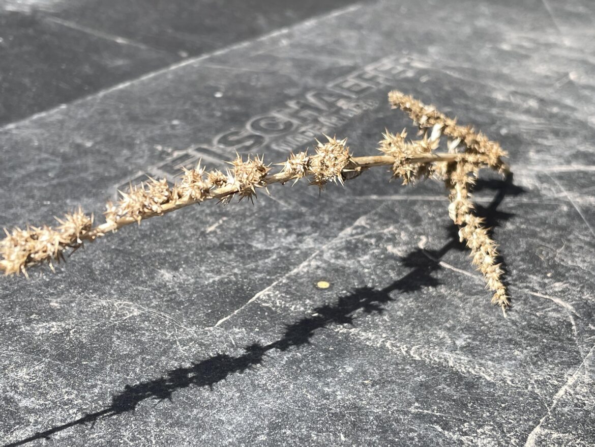 Burr seeds in compost