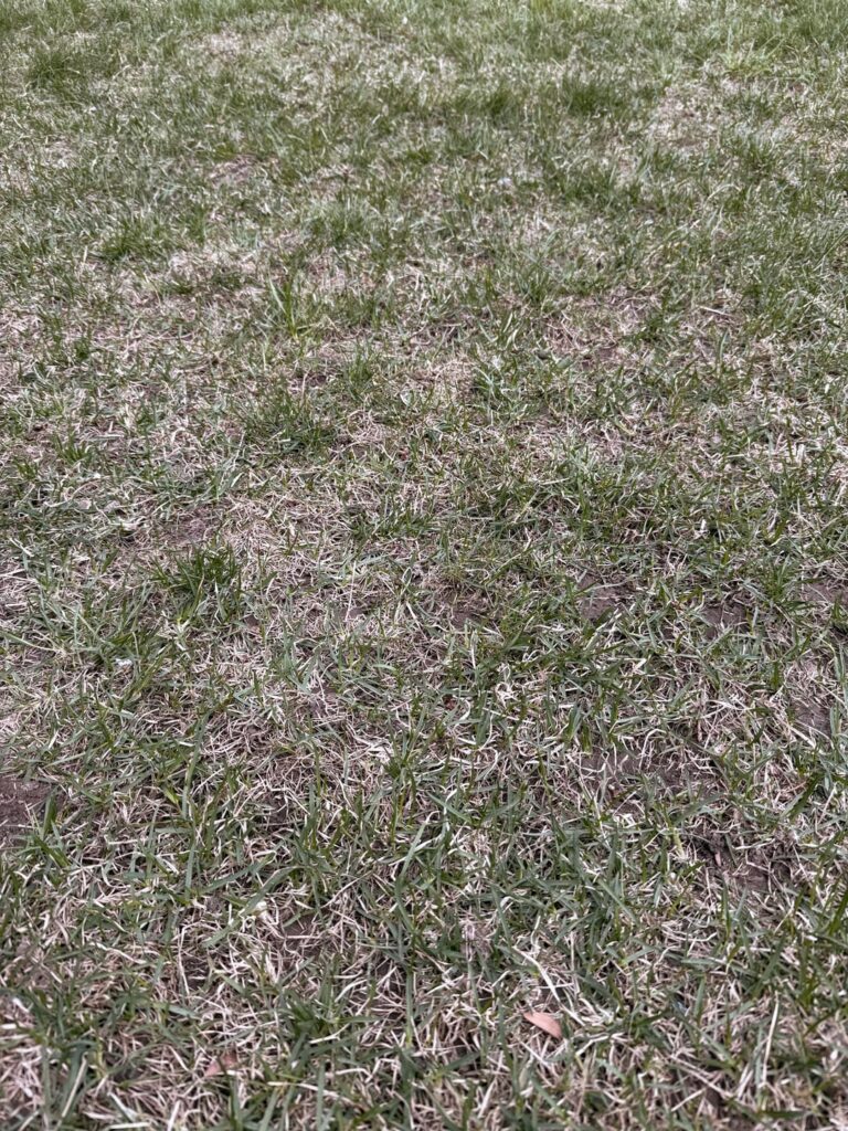 Why isn’t the grass coming back?