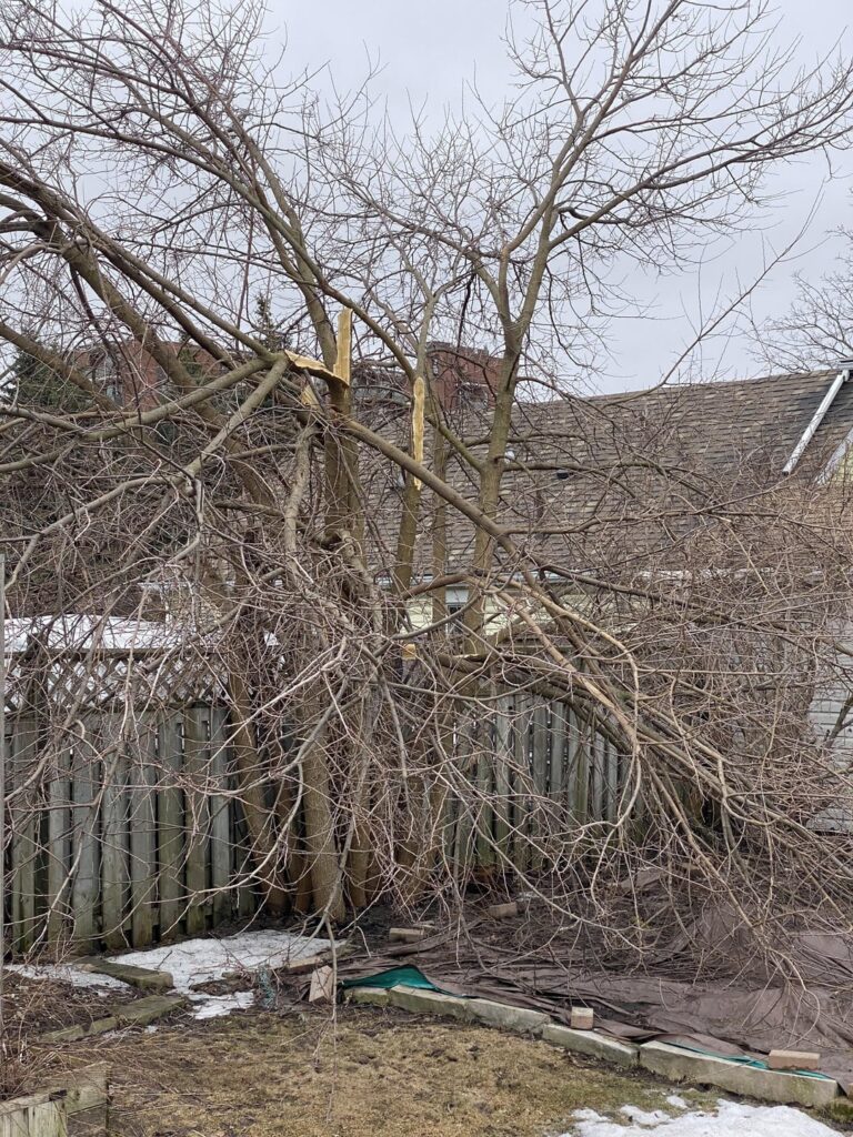 Mulberry Tree Propagation?