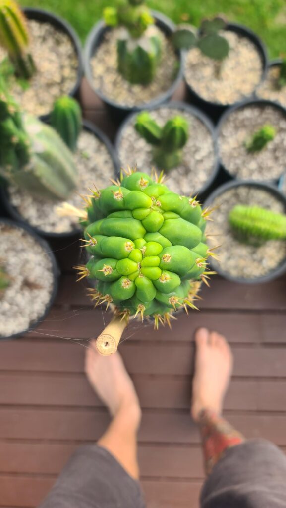 Are we going dichotomous branching or cresting