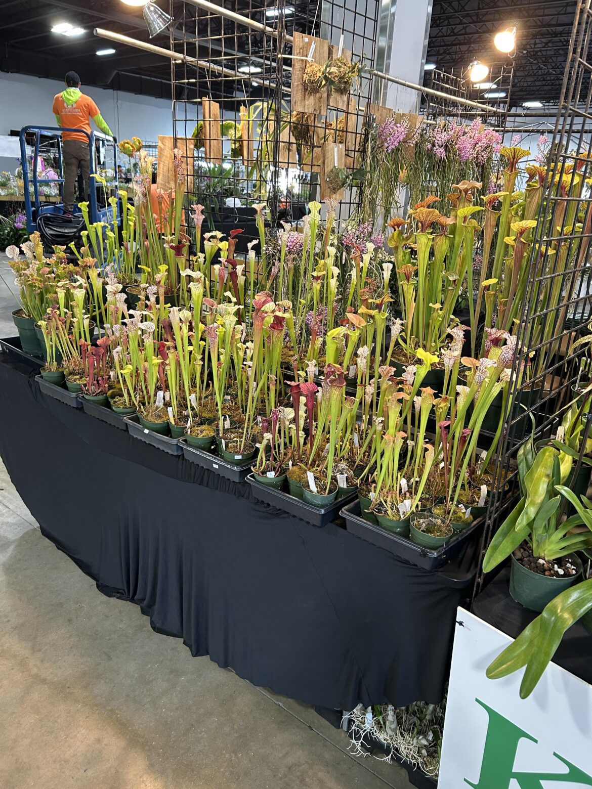 Some Carnivores at The Rare Plant Festival this weekend in Miami