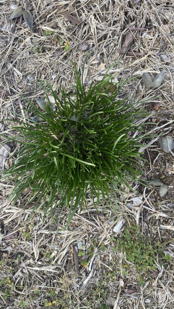 I ripped up this last year. Now its back w a vengeance.  Please advise.