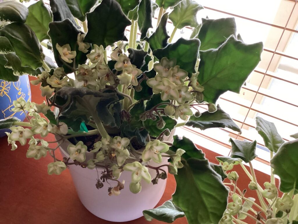 Senior African violets