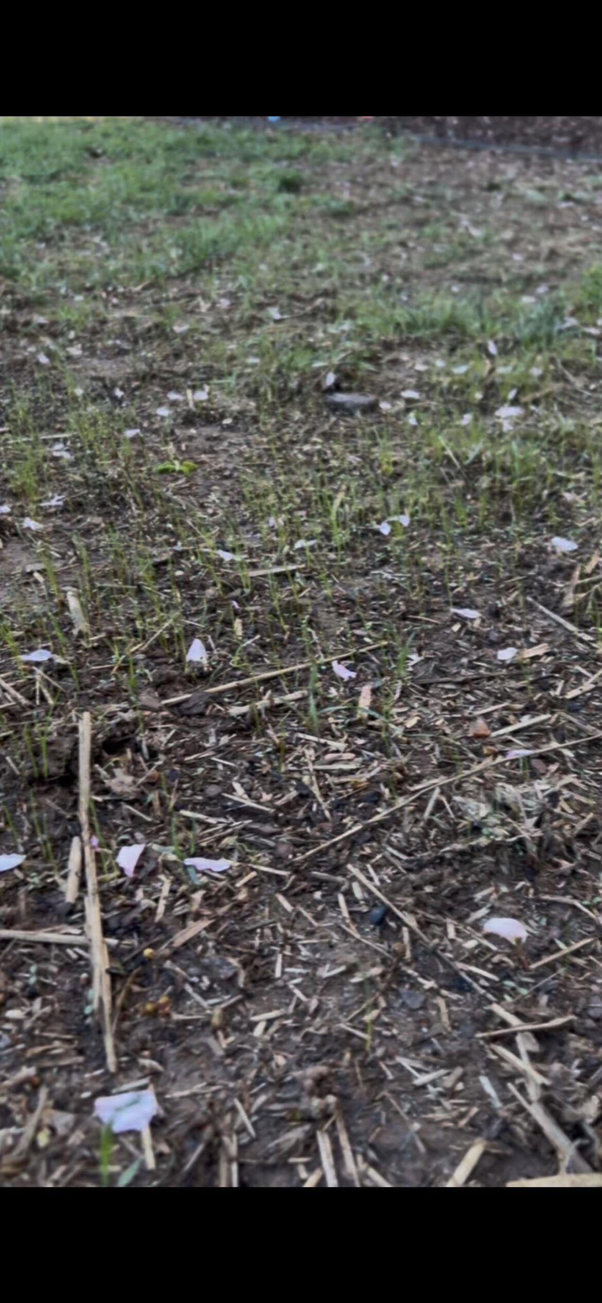 New to Grass growing-Just needed someone to geek out with