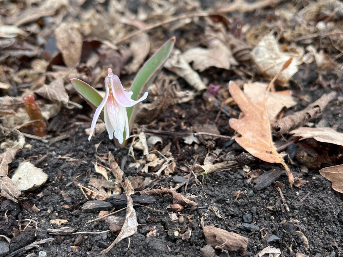 Trout lily time (Erythronium albidum)