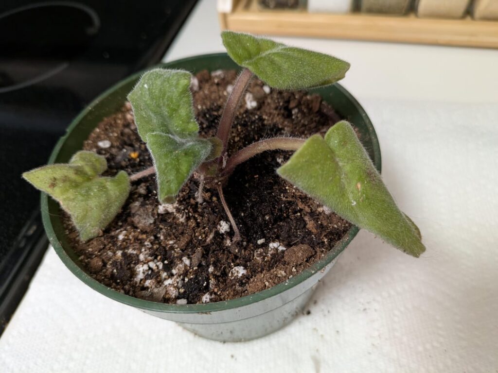 Can it be saved?