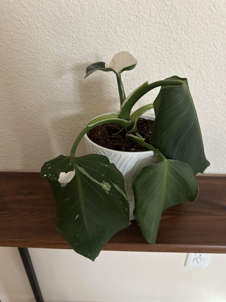 New grower: please help! New grower: please help!