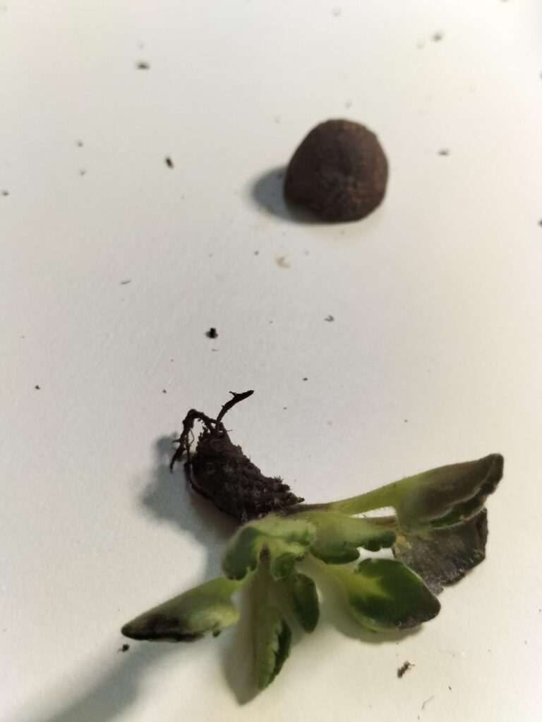 Urgent! Does anyone know what's happening to my violets?