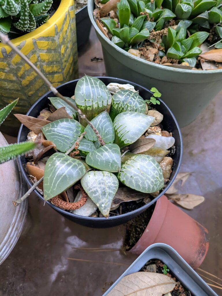 Haworthiopsis x Aloe hybrid? Haworthiopsis x Aloe hybrid?