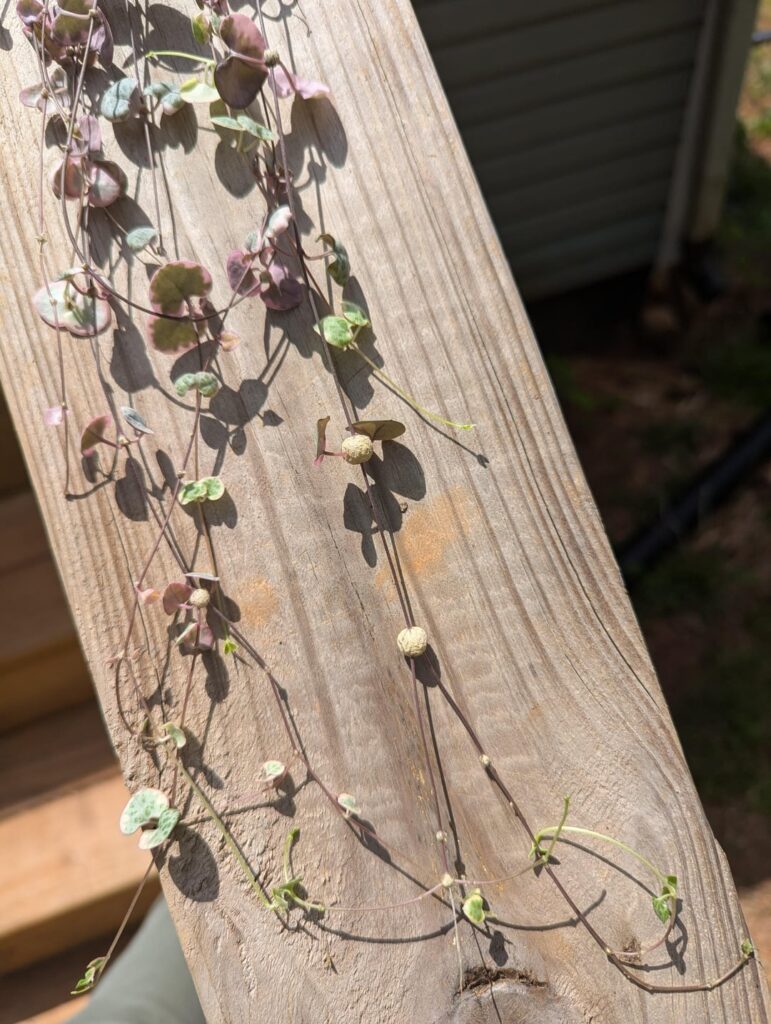 Can all of these rhizomes be cut off and put directly into the soil? Do the smaller ones root as well or need to be bigger?