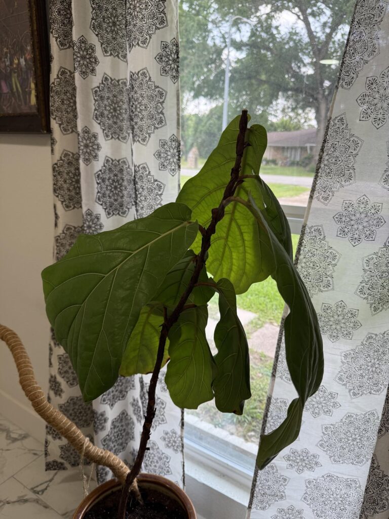 My first ever chop and prop