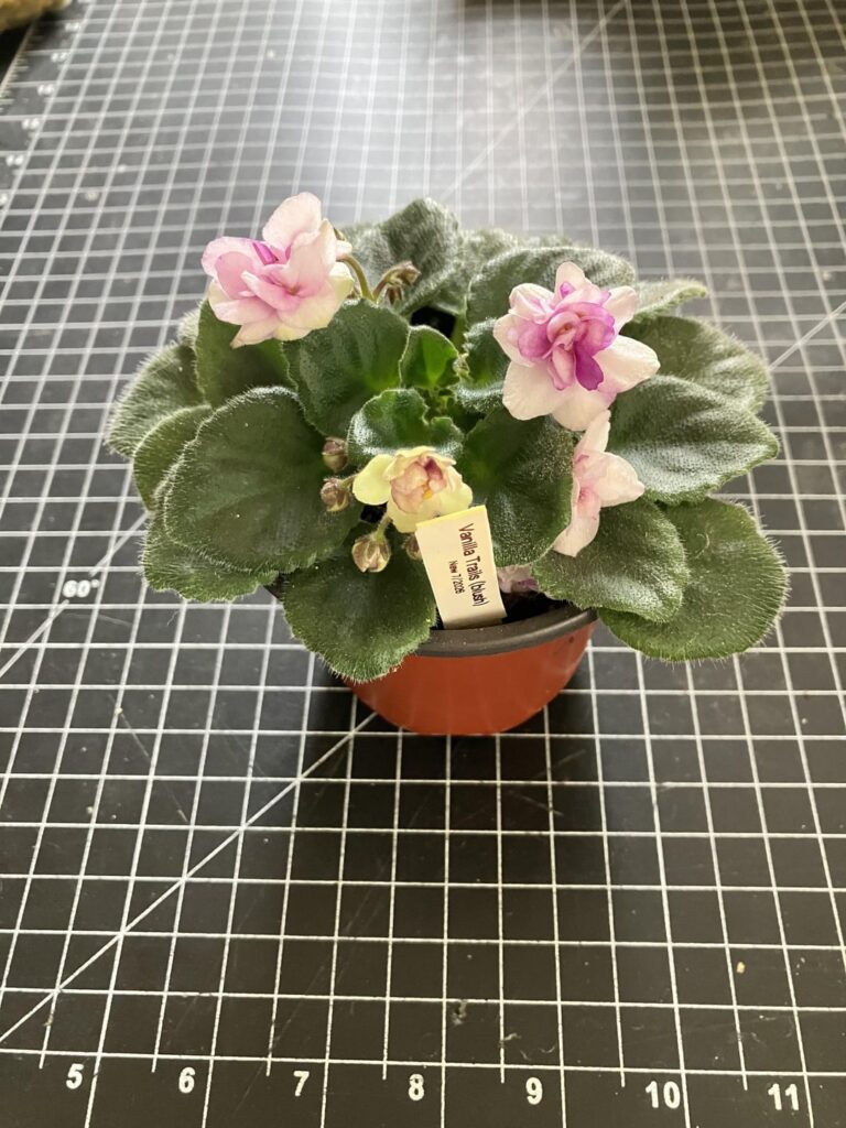 My babies are happy and sharing their beauty!