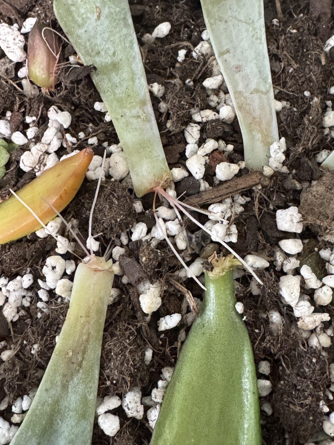 Should I bury them?
