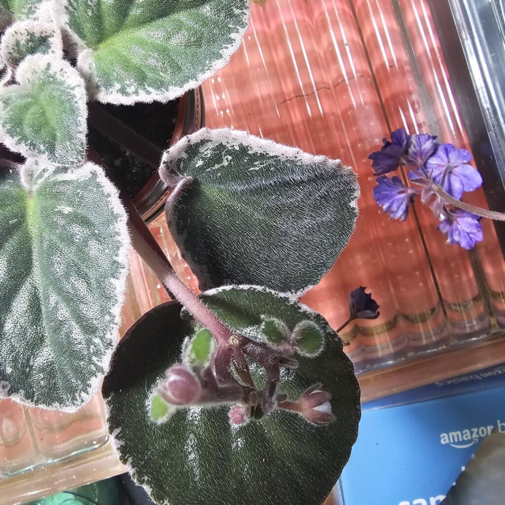 Cajun's Storm Watch - Making Pups Grow on Bloomstalks