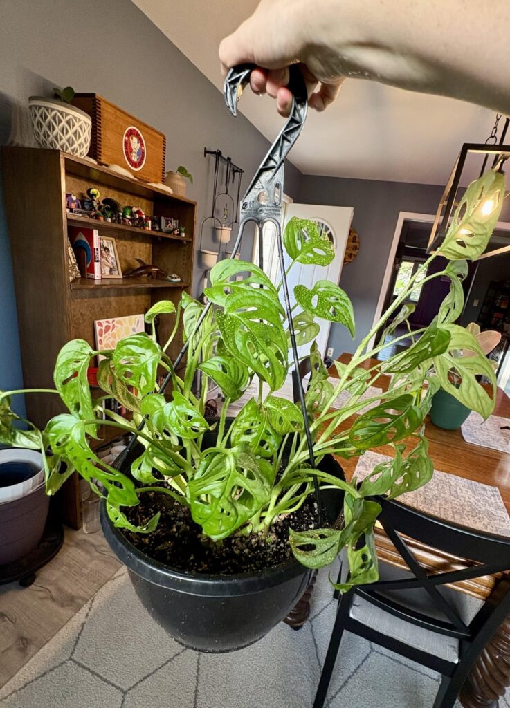 Share the plant you’re most proud of… GO!