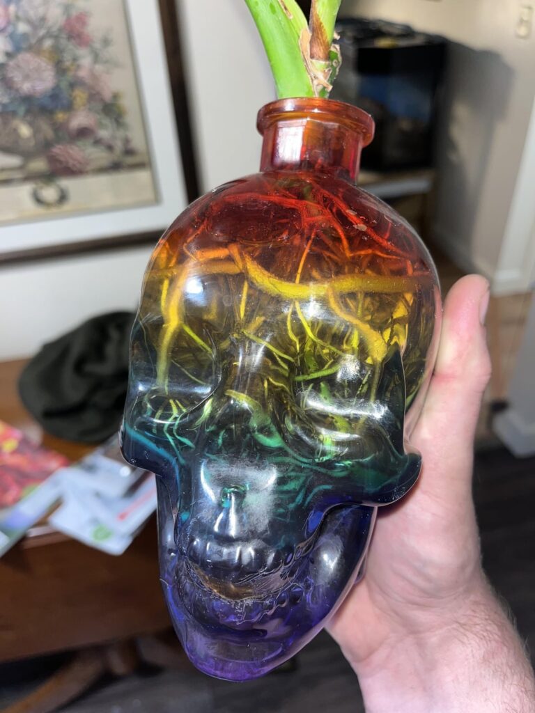 I’ve given up on getting the plant out of this bottle