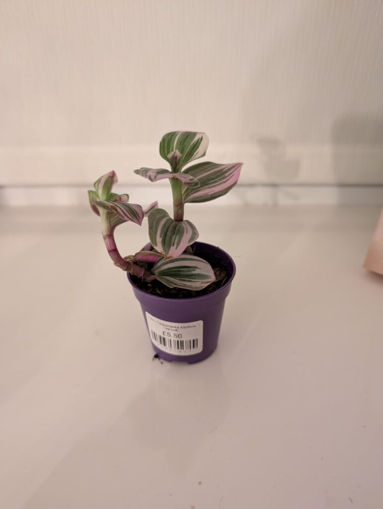 Got this trio to bring me up to a modest collection of 10 plants