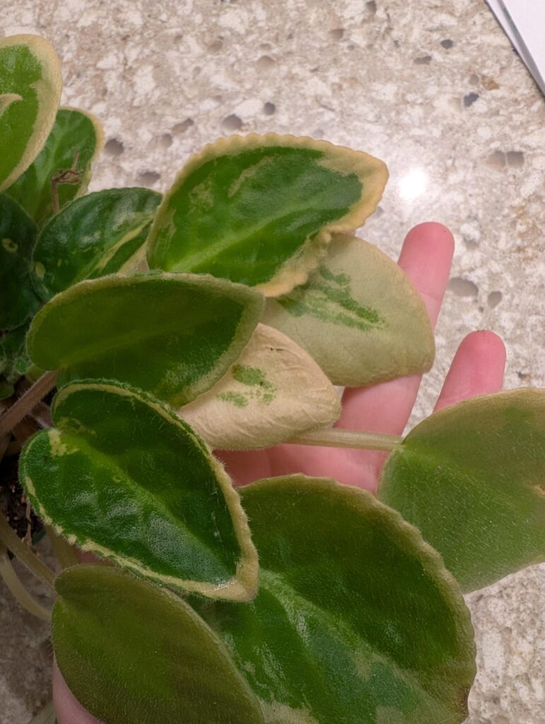 Any ideas? Any ideas?
