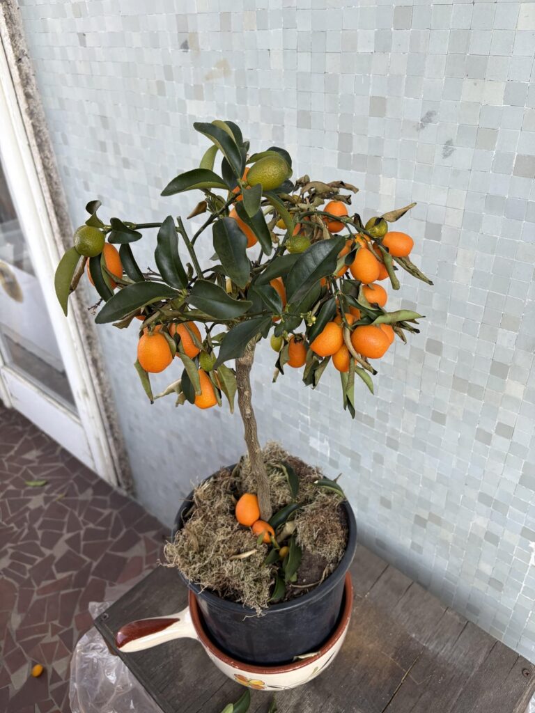 Help!! My kumquat tree is losing it’s leaves, even the healthy ones! Help!! My kumquat tree is losing it’s leaves, even the healthy ones!