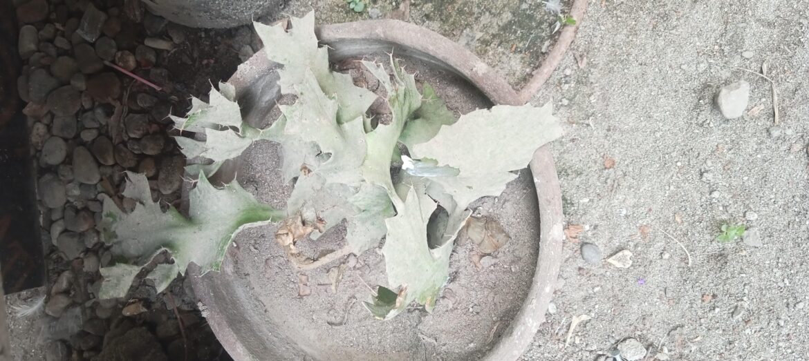 Is this Euphorbia Bougheyi?