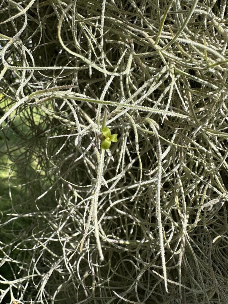 Tillandsia usneoides (Spanish moss) in bloom