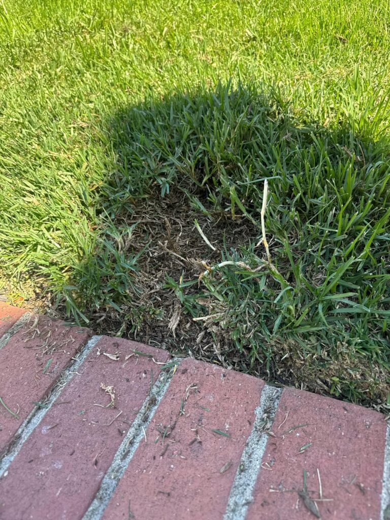 “Identification” New to lawn care. So I decided to de thatch my lawn and I started working a small section. I noticed the small section I was working on ripped everything out. Was I too aggressive? Or is this some type of weed grass?