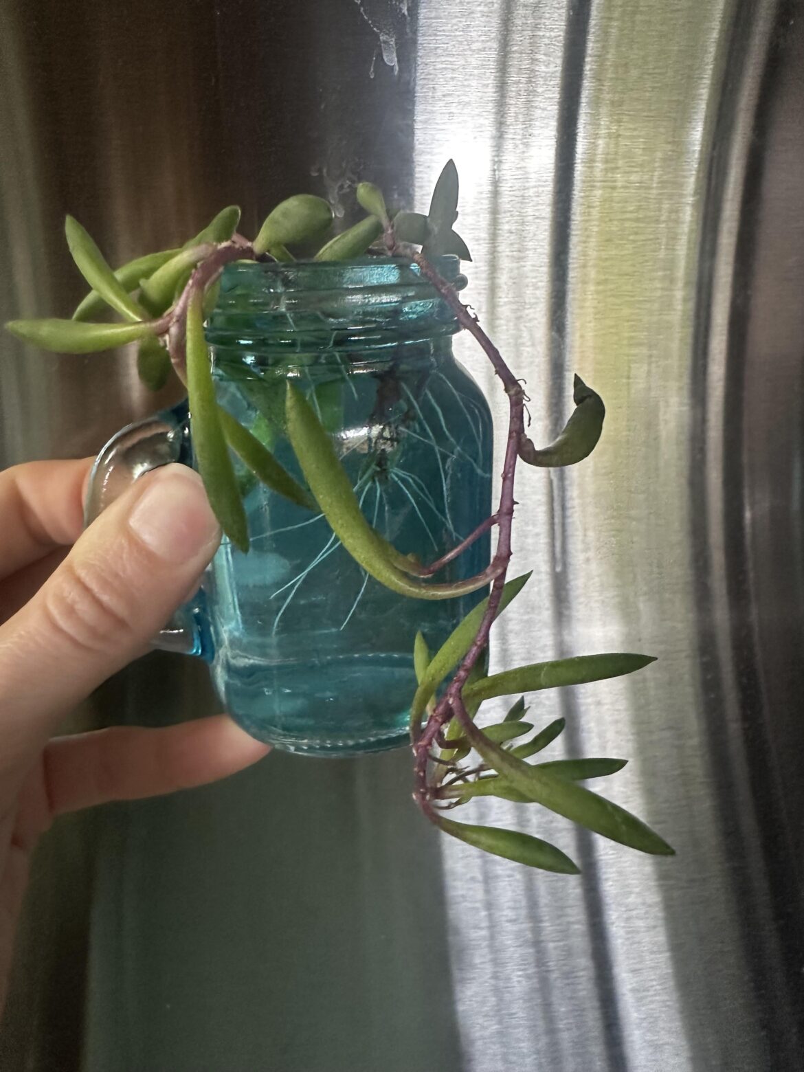 These roots grew in like 24 hrs
