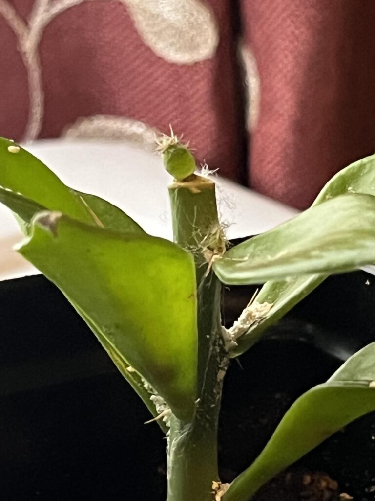 Micrograft progress