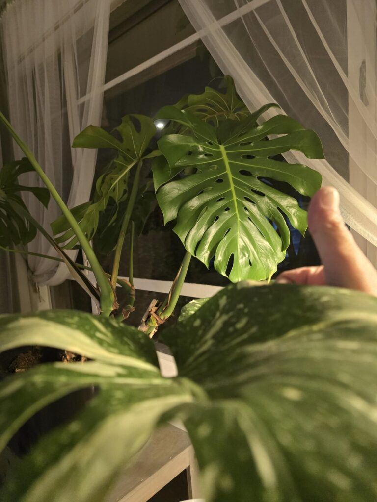 Me Gassing my wee Thai Boi he can be a Big Boi if he wants