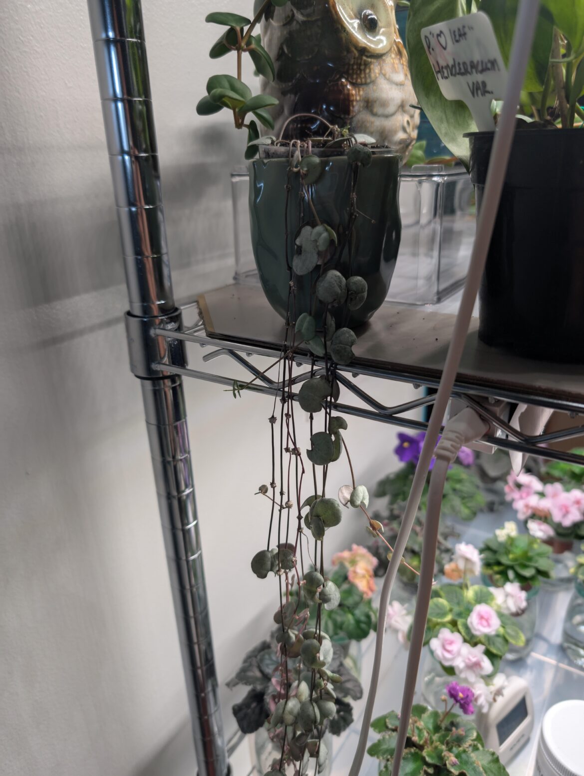I can’t find the right soil mix for my String of Silver Glory I can't find the right soil mix for my String of Silver Glory
