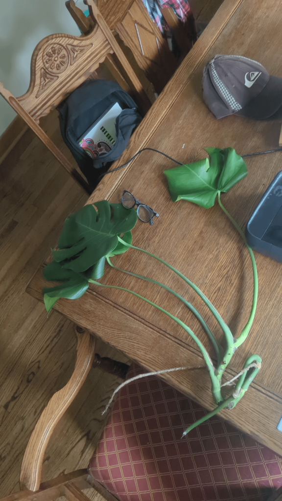 Is there any chance of saving this chunk of monstera?