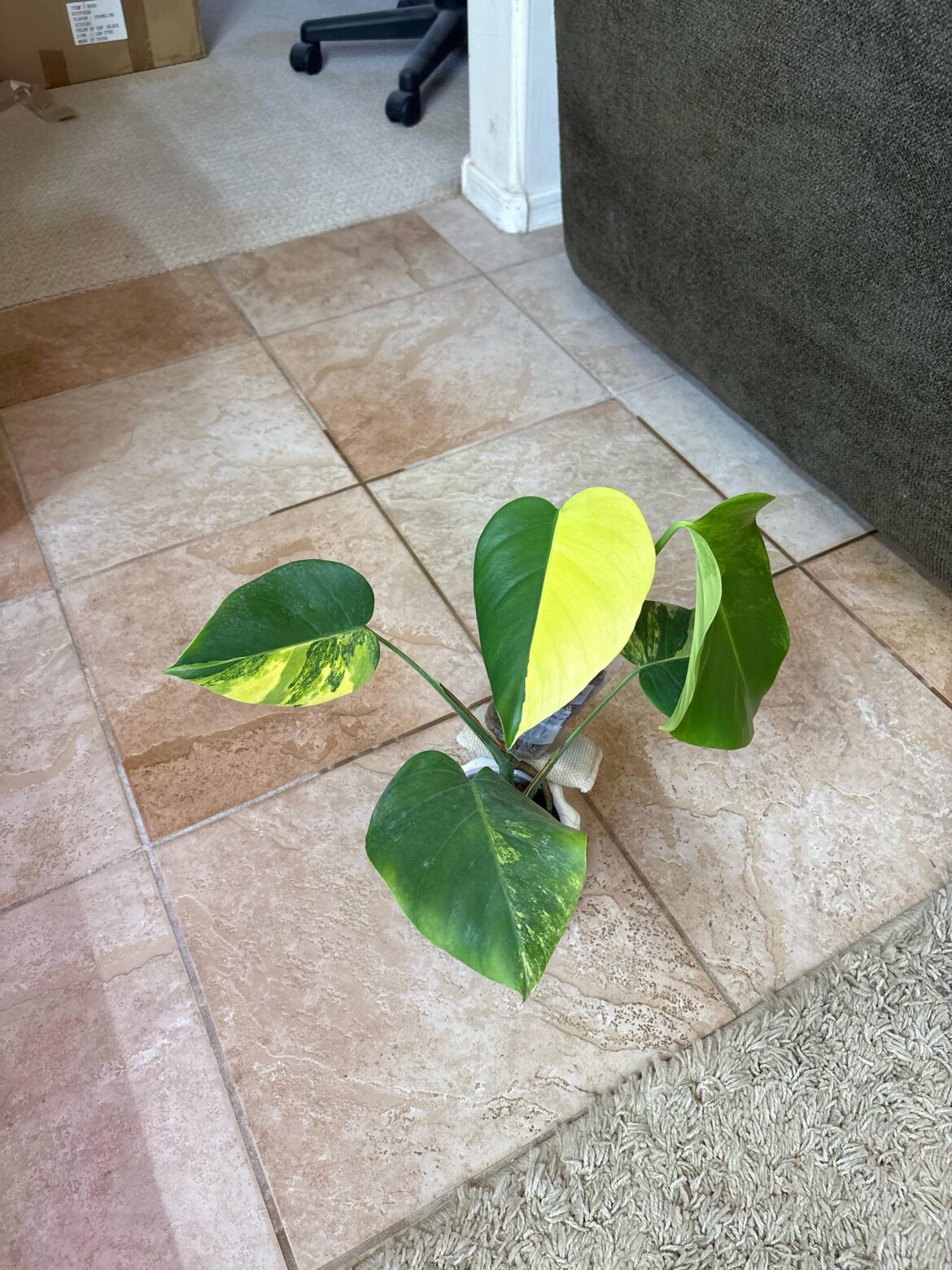 Can’t get enough of her