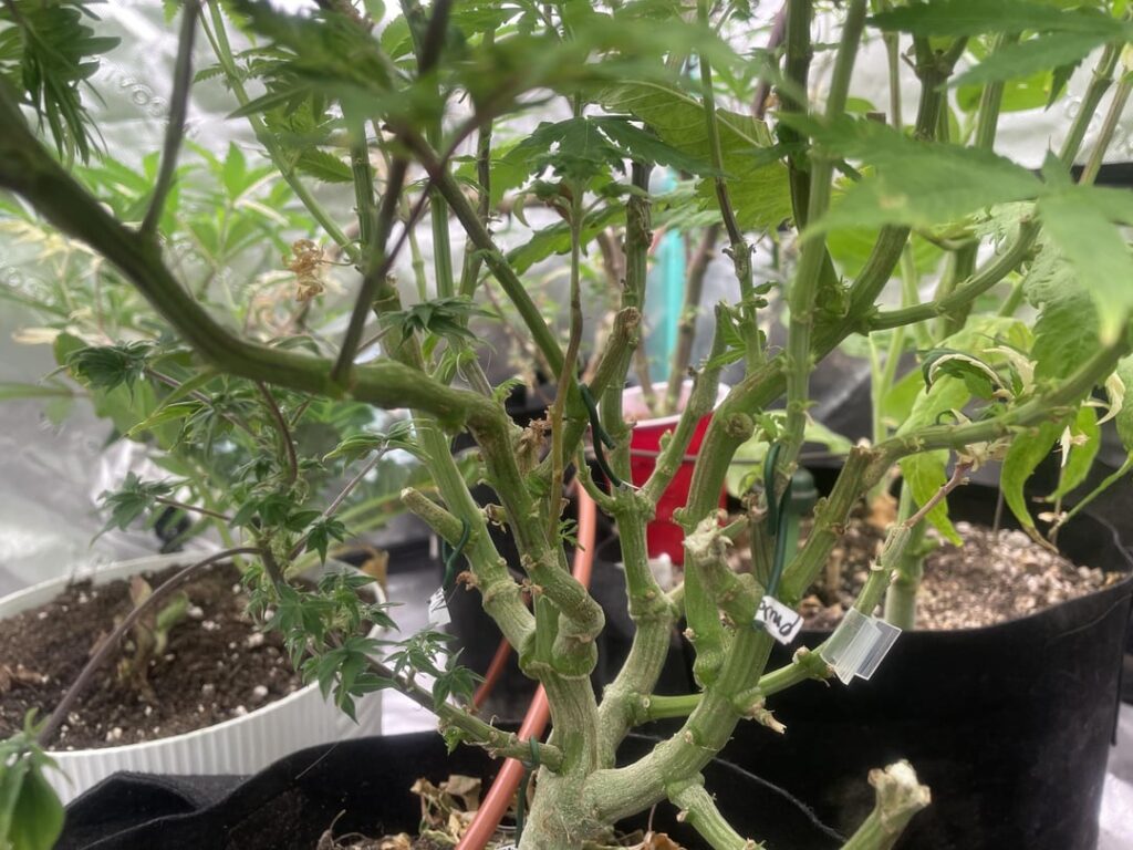 “Hydra” grafting plant