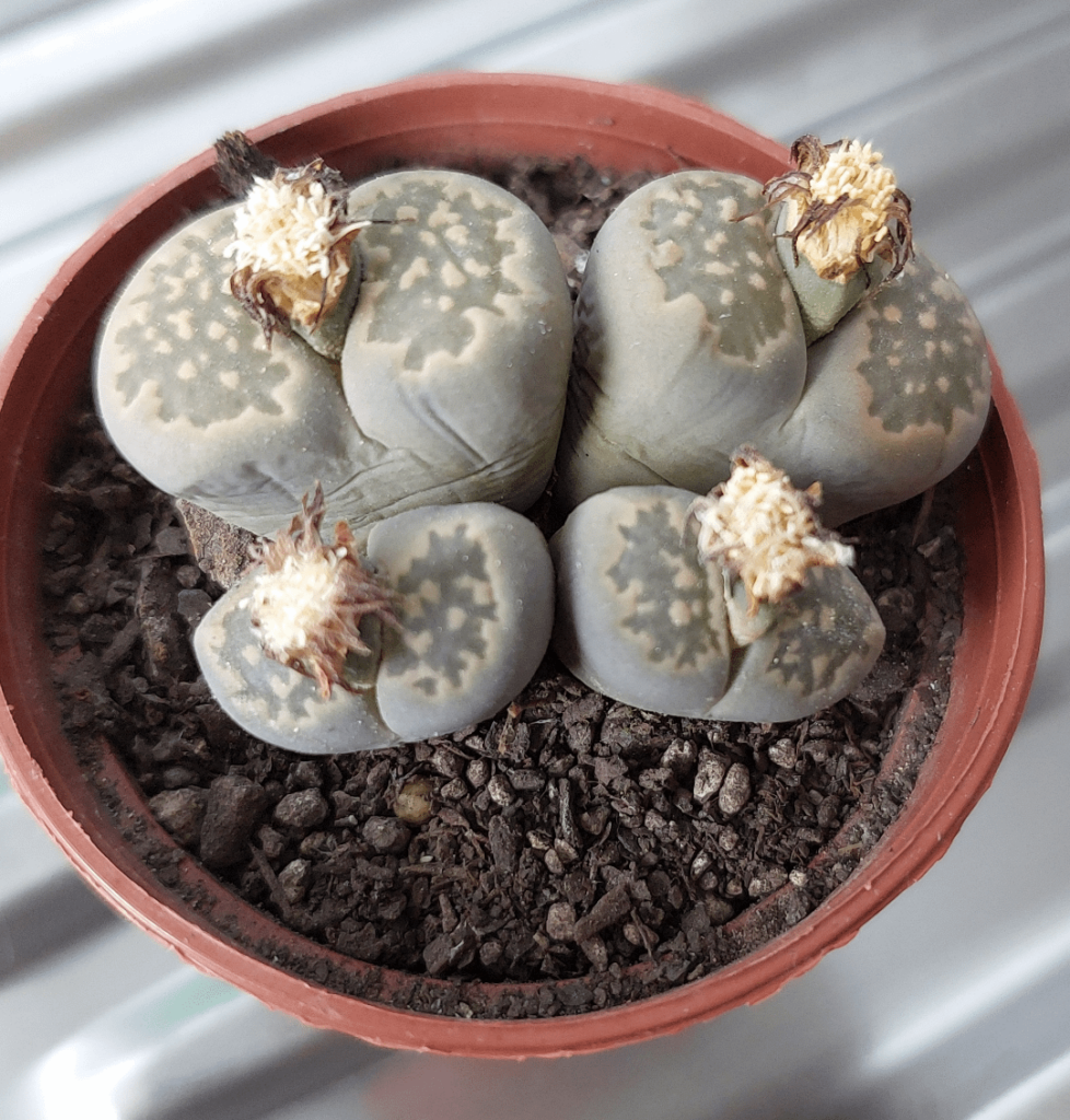 About to repot out of their store brought pot.