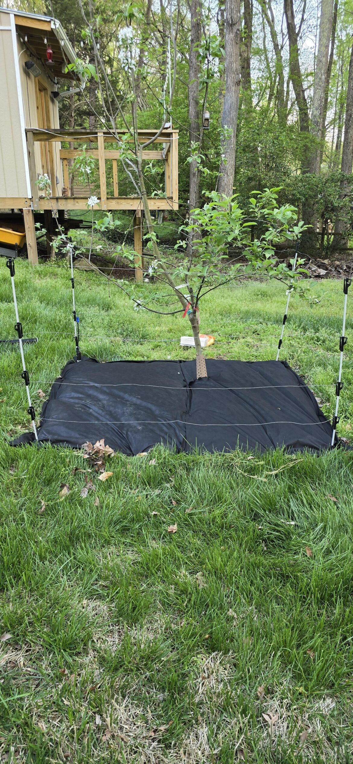 grafting apple scions grafting apple scions