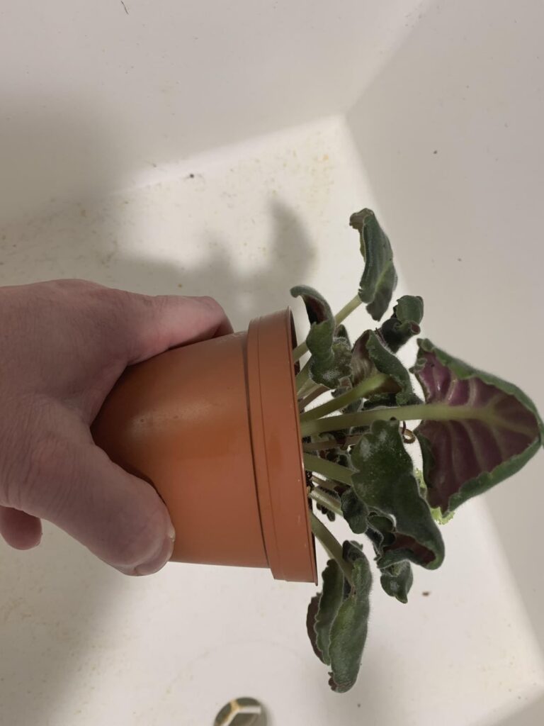 Help! What’s going on with my African Violet’s leaves?