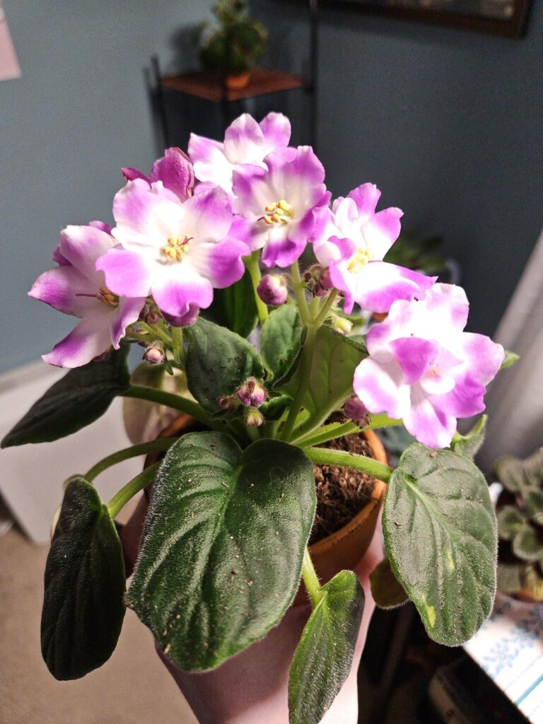 Help-whenever I repot, there's always roots at the top of the soil.