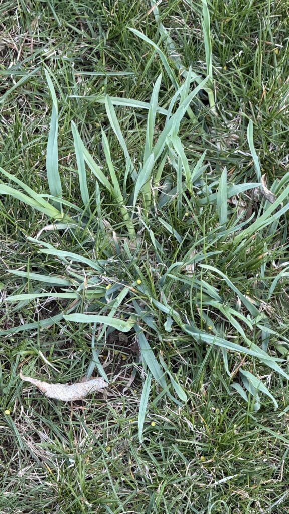 Hi all, any idea what this big grass is?