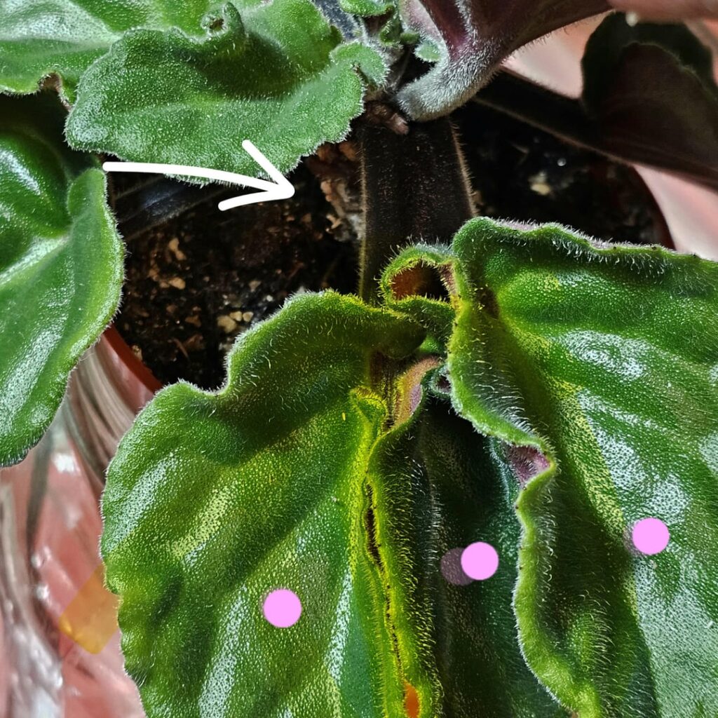 Leaf Bifurcation and ... Trifurcation?