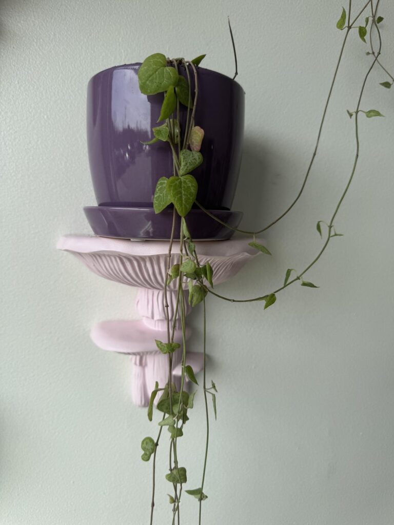 Is my plant a string of hearts?