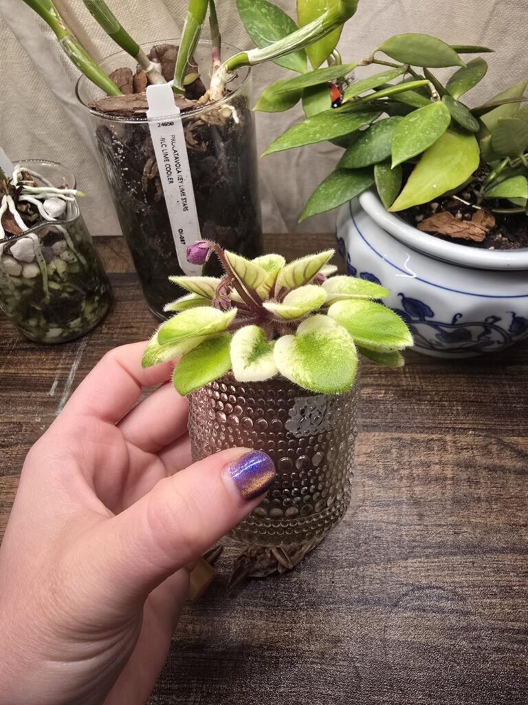 My violets and strep