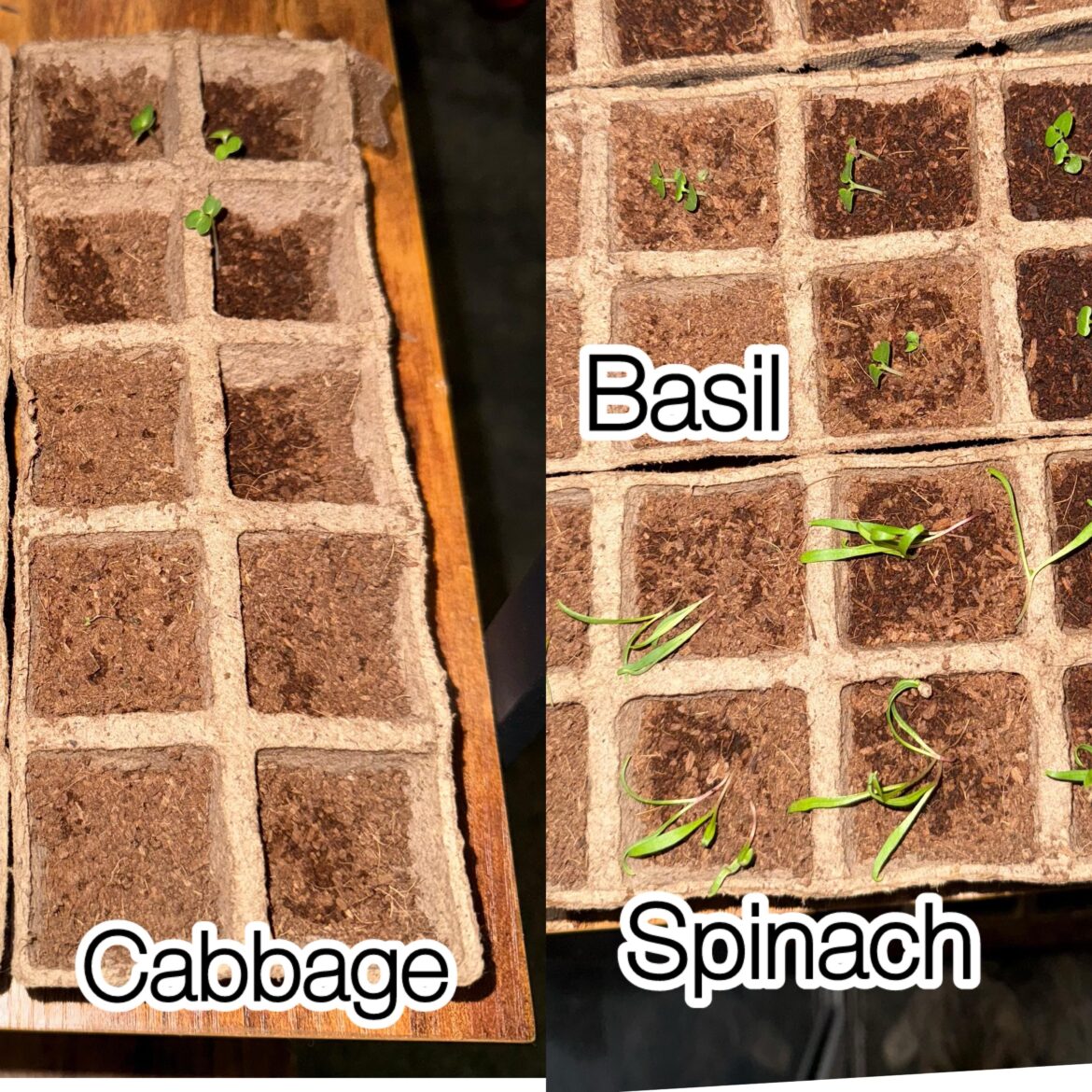 Stalled growth? Zone 10b