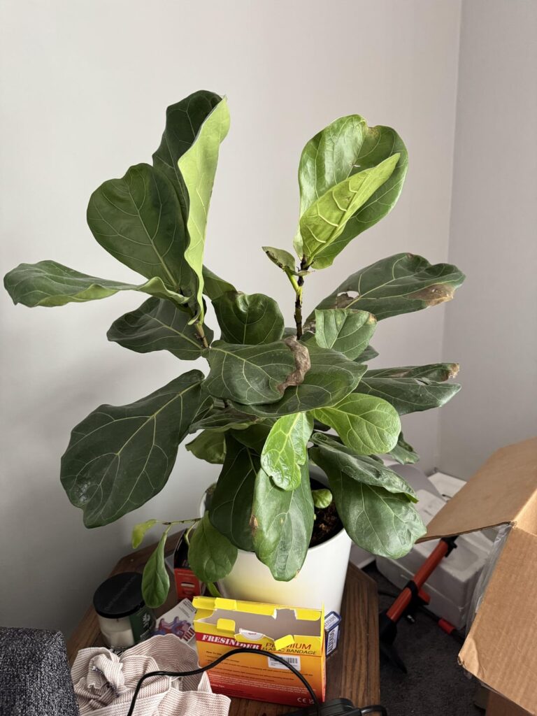 Is this fiddle leaf fig overcrowded? Is this fiddle leaf fig overcrowded?