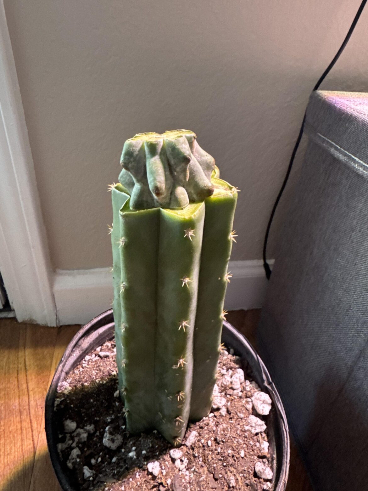 Will the stenocereus benecki inermis pup from this graft?