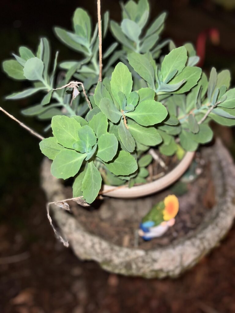My sister took cuttings of this from her friend. Not sure what it is.