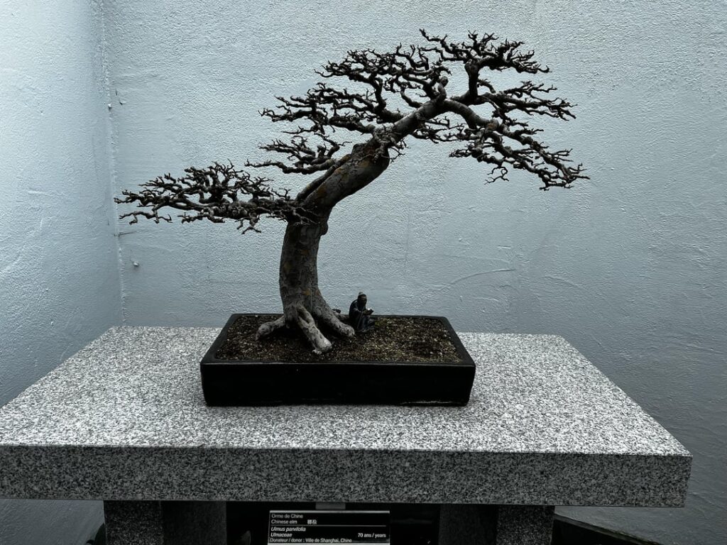 Some of my favorite trees from the Montreal Botanical Garden on 4/12/2025