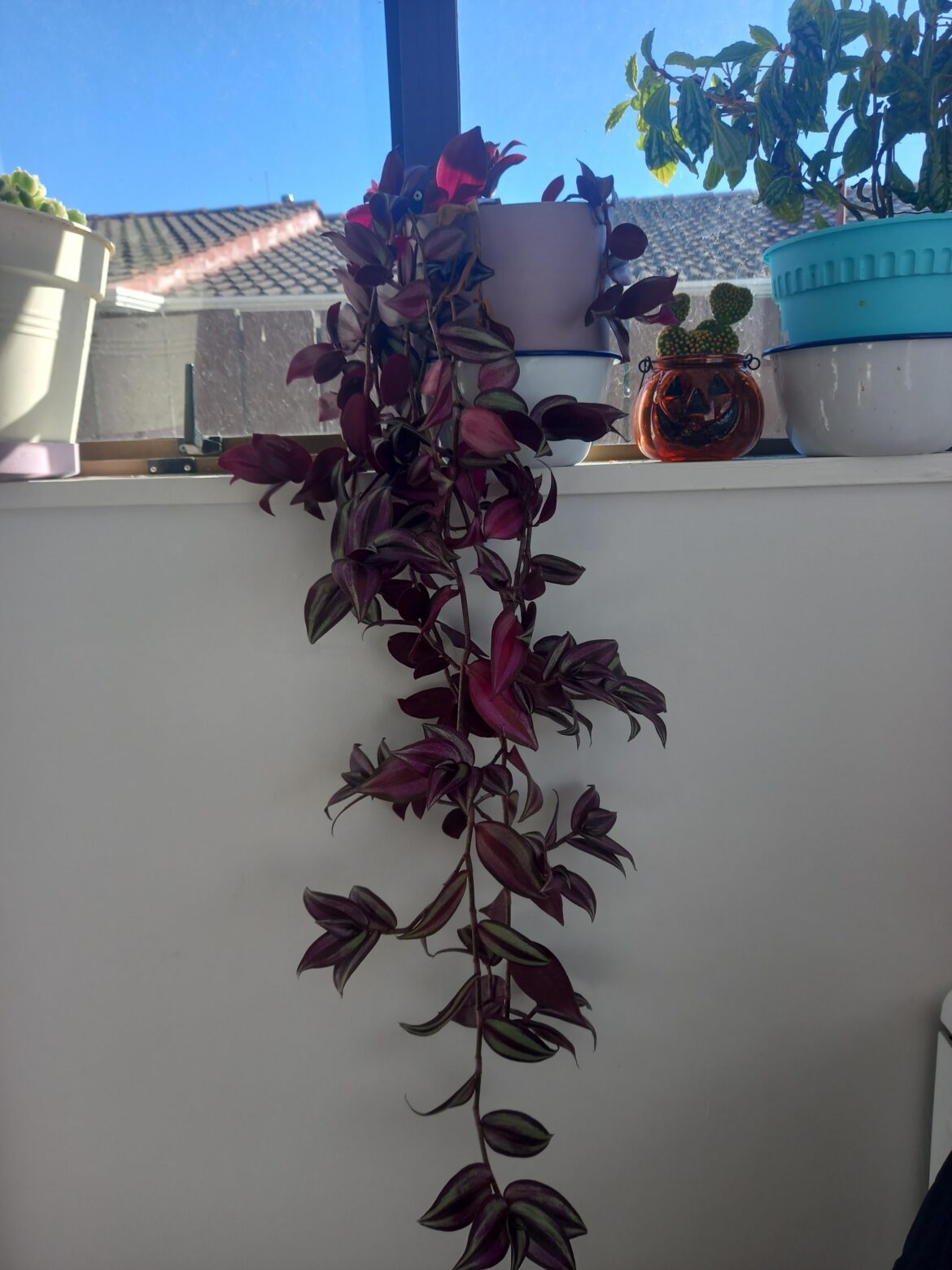 What is this purple plant and how do I take a cutting from it?